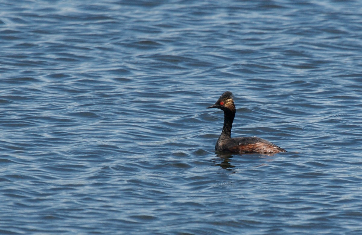 Eared Grebe - ML37018511