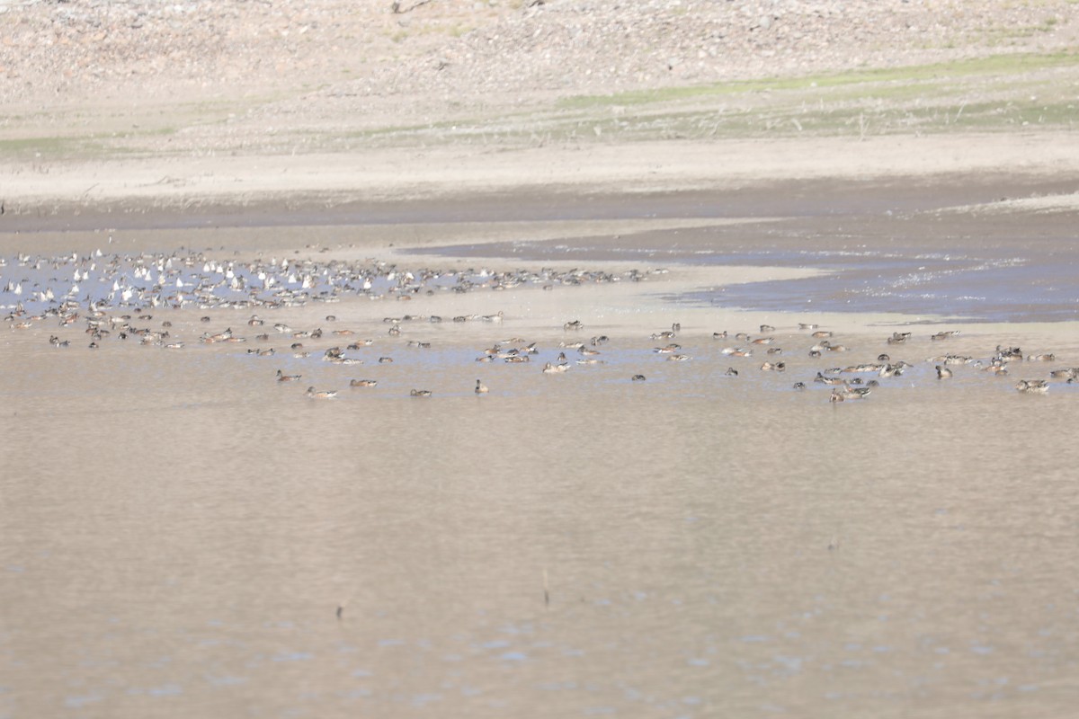 American Wigeon - Chuck Gates