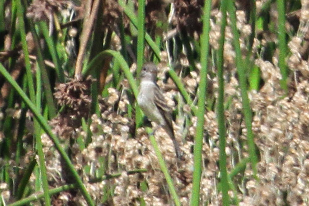 Willow Flycatcher - ML37018541