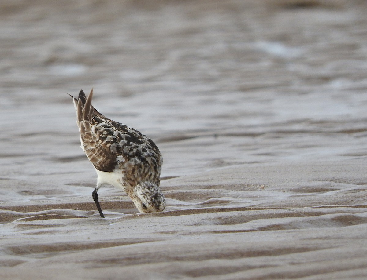 Sanderling - ML37018611