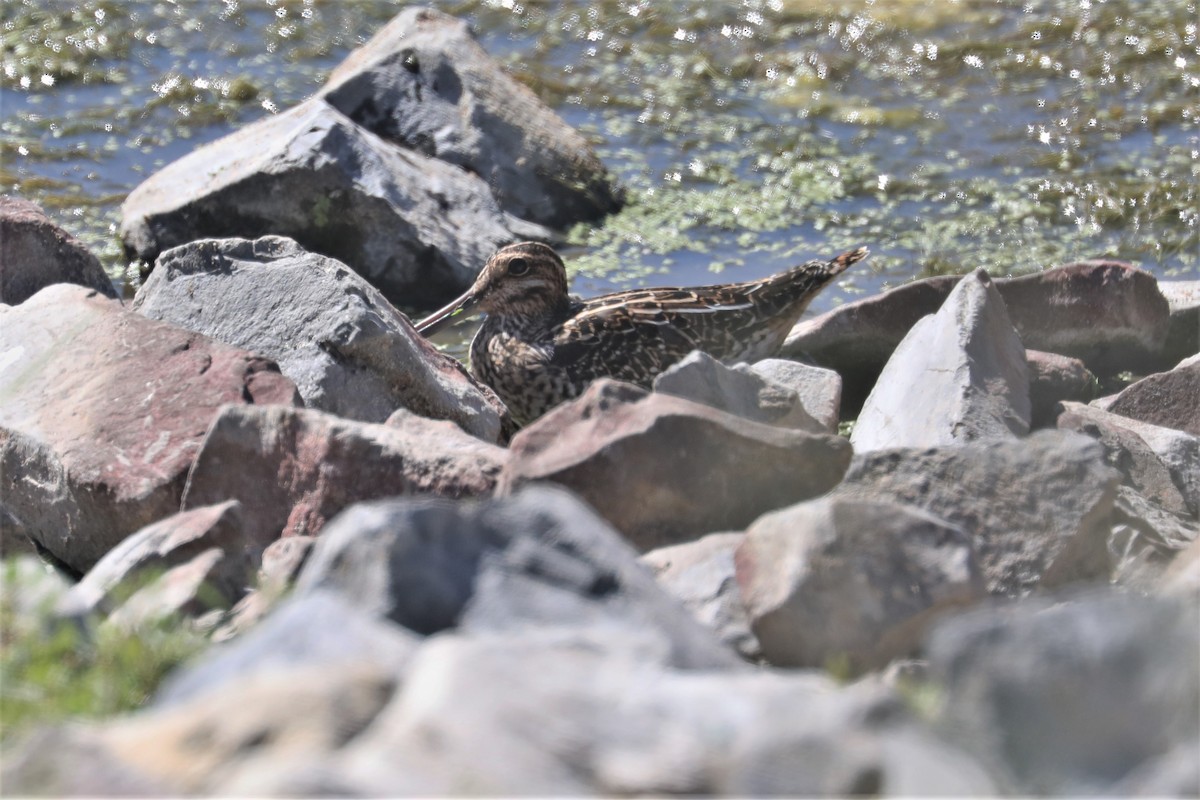 Wilson's Snipe - ML370186911