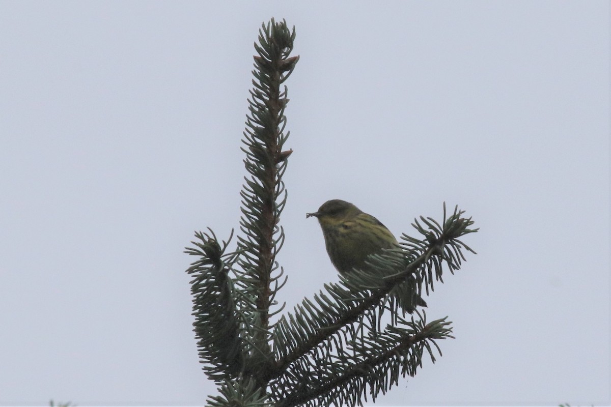 Cape May Warbler - ML370187841