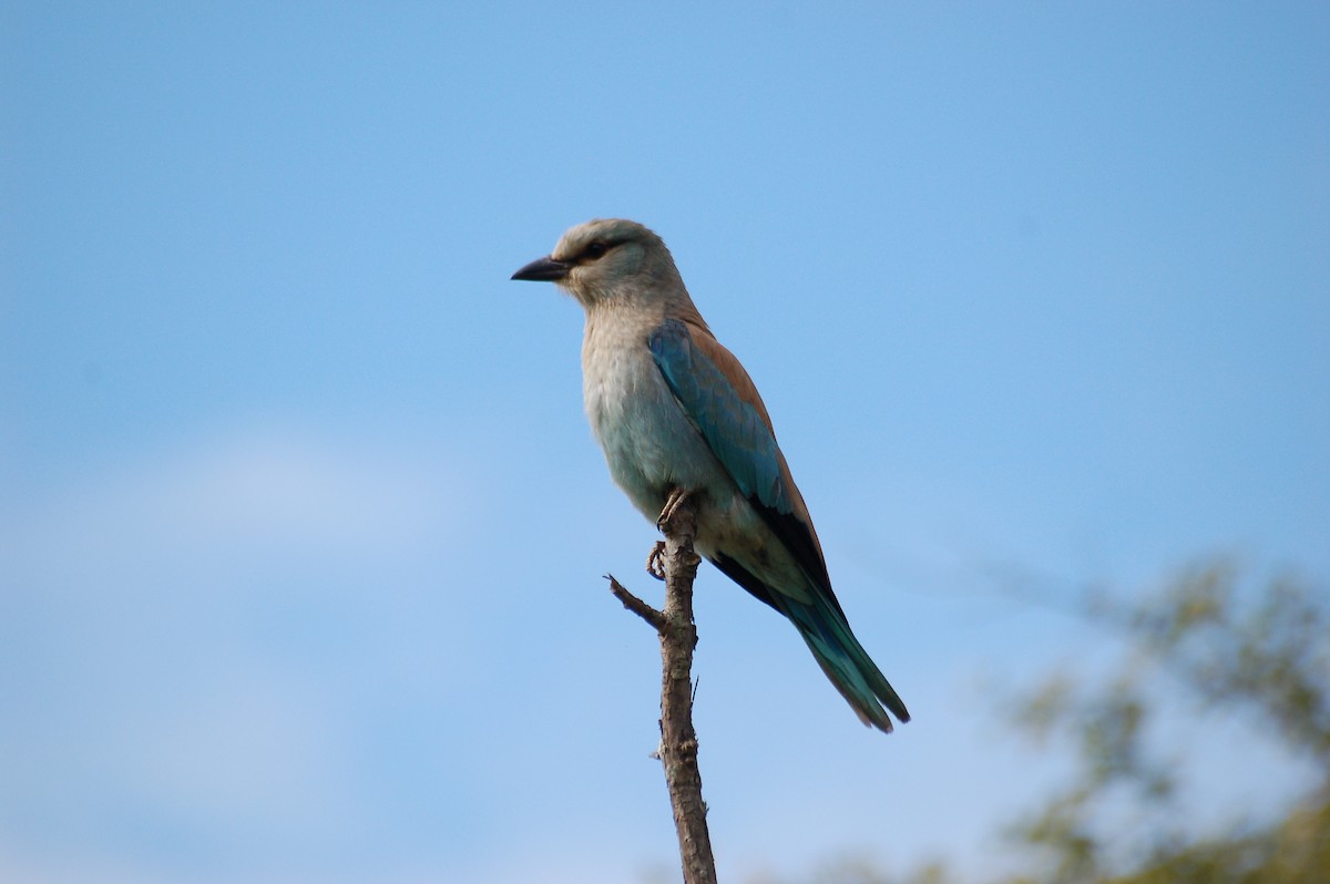 European Roller - ML370188521