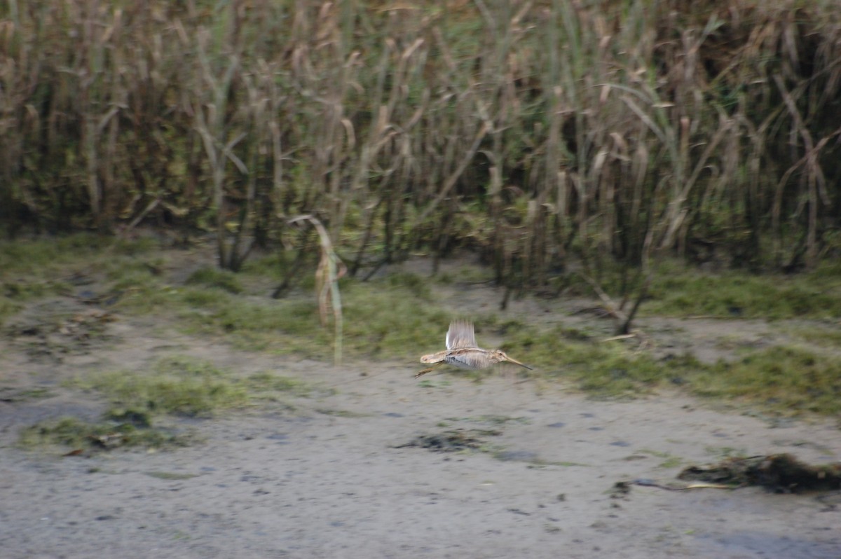 Common Snipe - ML370188791