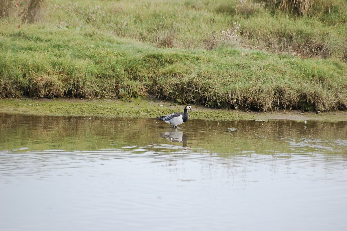 Barnacle Goose - ML370188941