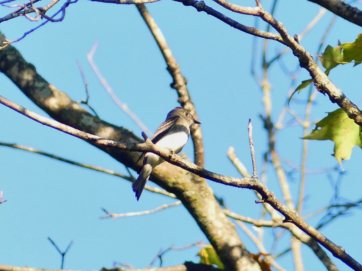 Eastern Wood-Pewee - ML370189251