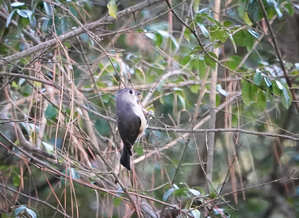 Tufted Titmouse - ML370189461
