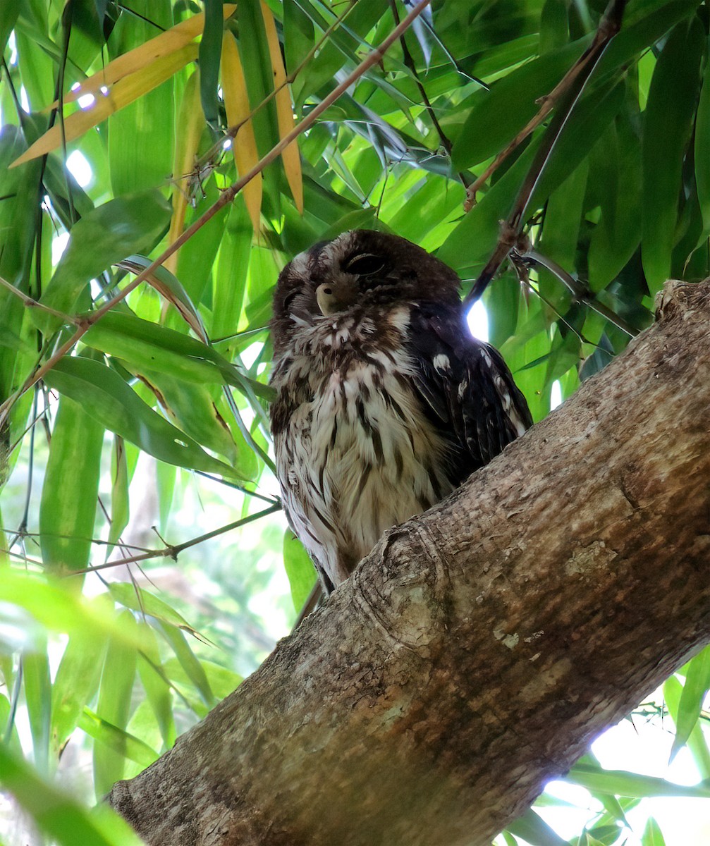 Mottled Owl - ML370189561