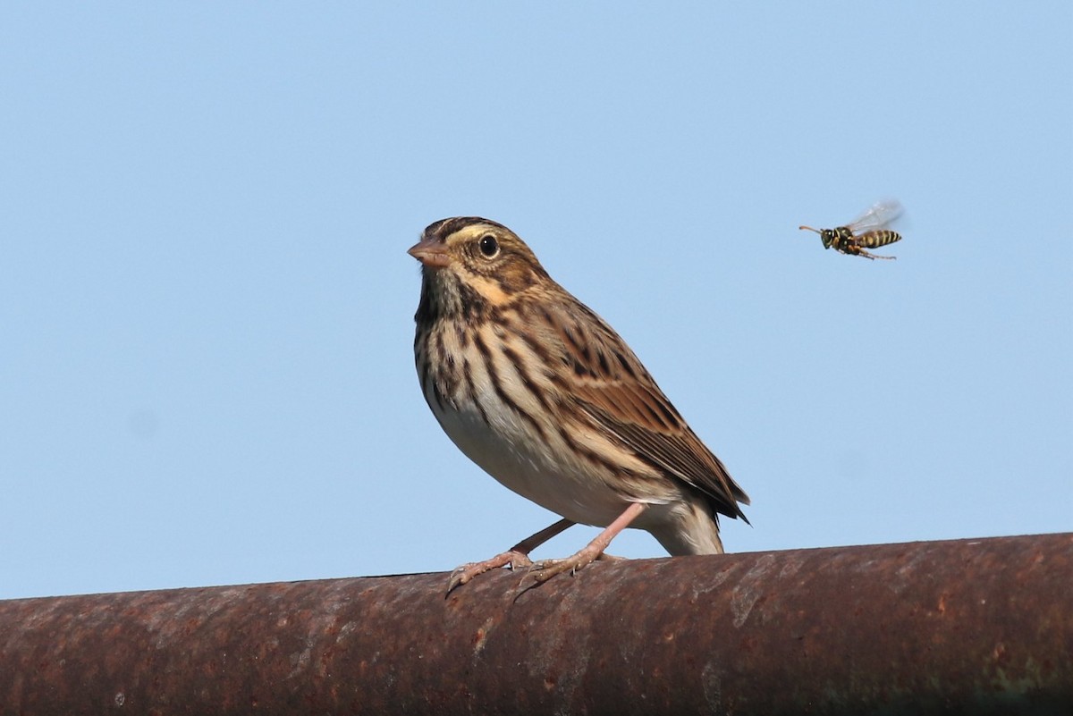 Savannah Sparrow - ML370191761