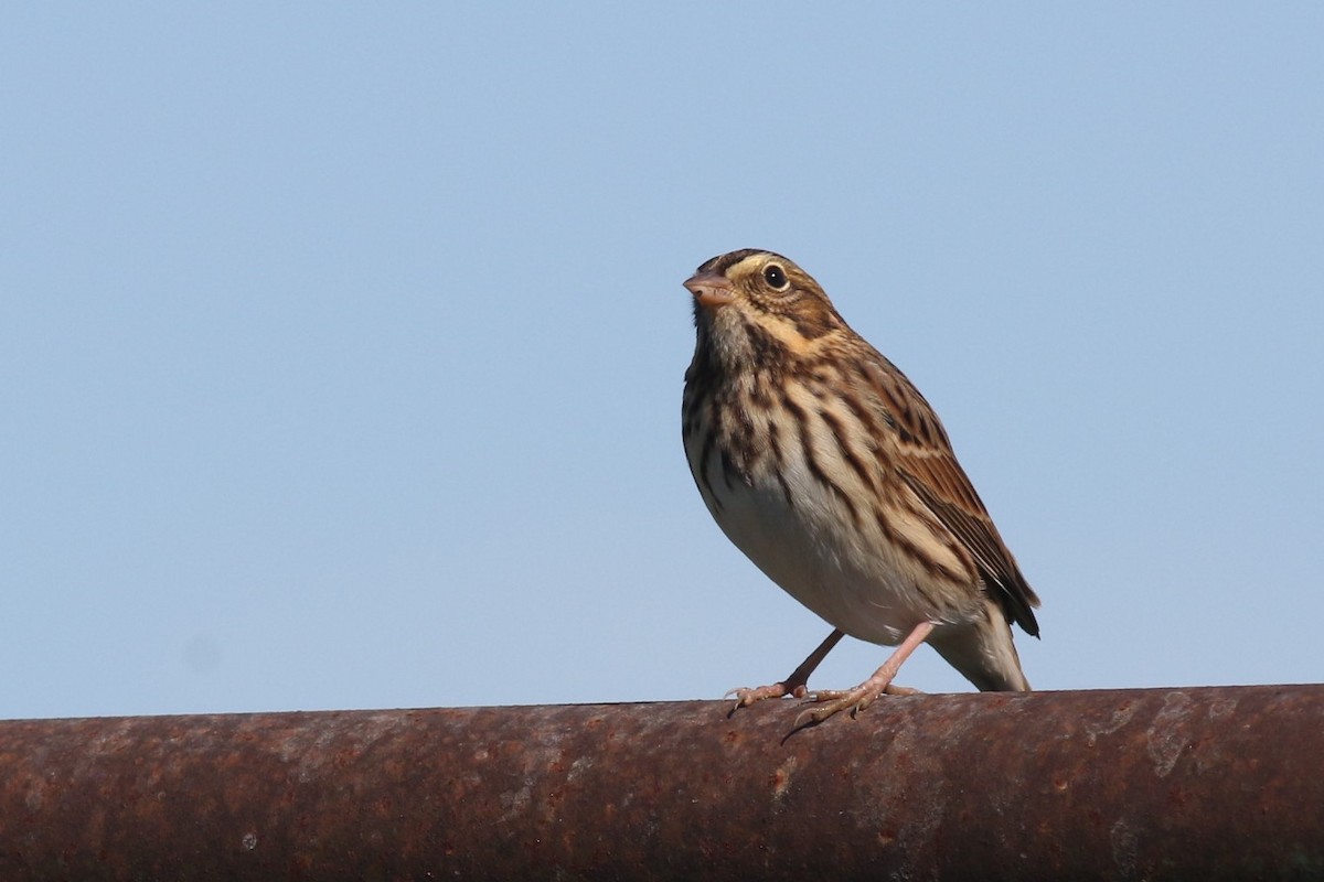 Savannah Sparrow - ML370191771