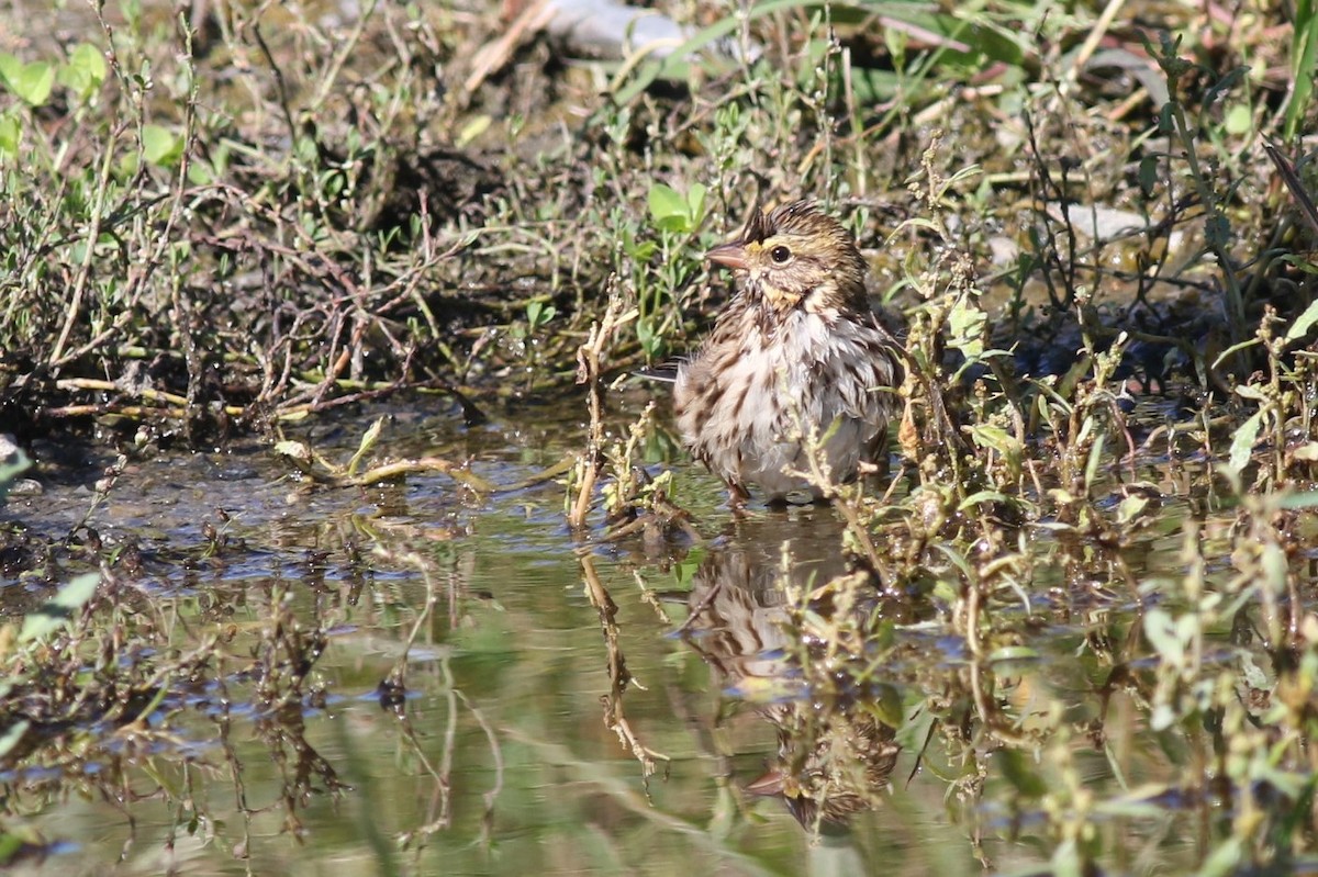 Savannah Sparrow - ML370191791