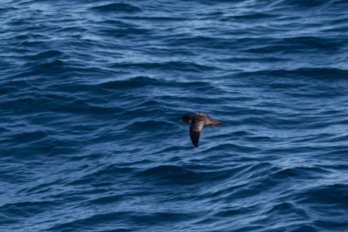 Flesh-footed Shearwater - ML370192571