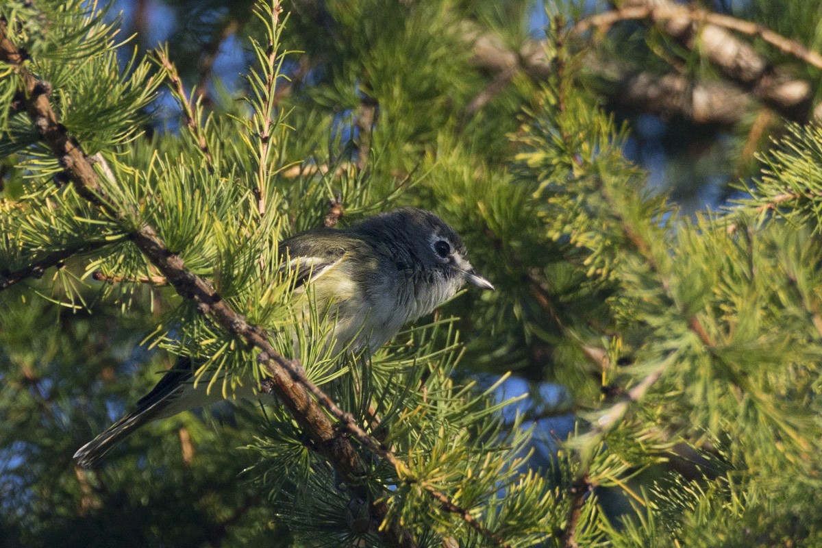 Blue-headed Vireo - ML370193311