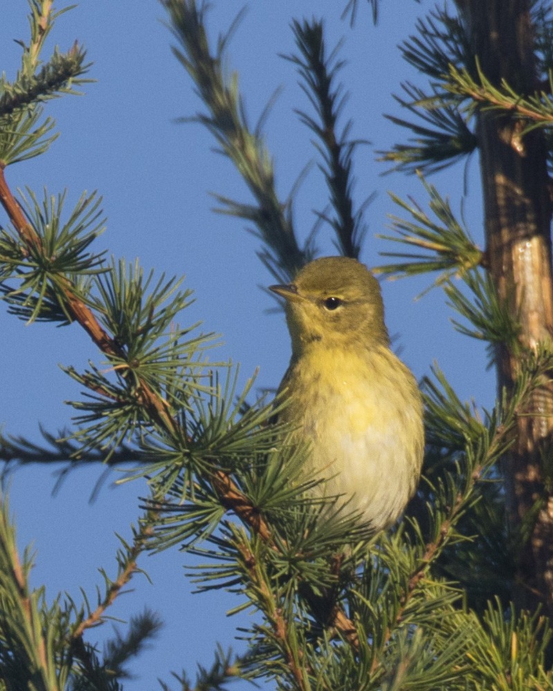 Blackpoll Warbler - ML370193381