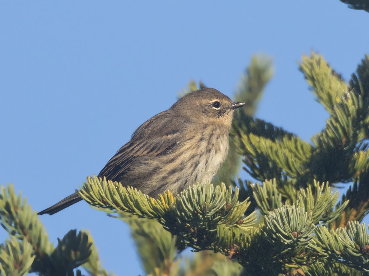 Yellow-rumped Warbler - ML370193481