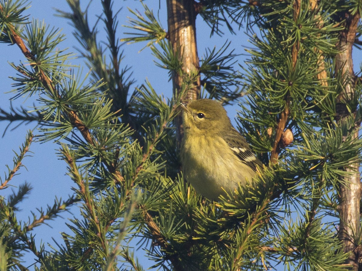 Blackpoll Warbler - ML370193501