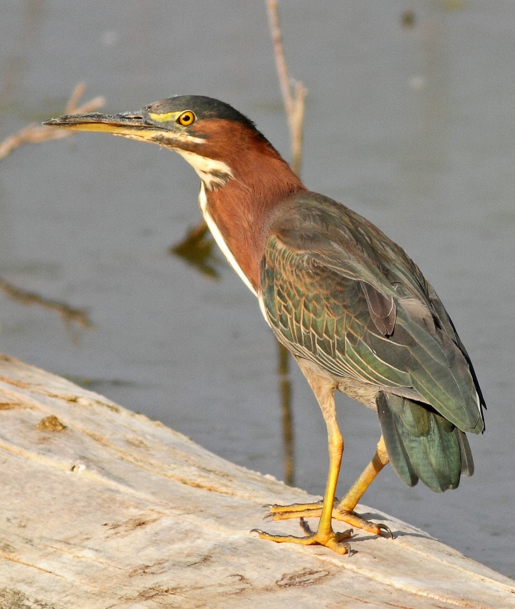 Green Heron - ML370194321