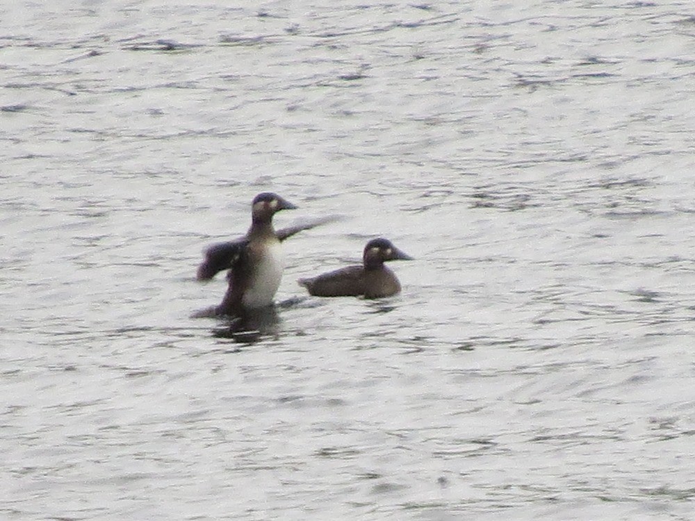 Surf Scoter - ML37019471