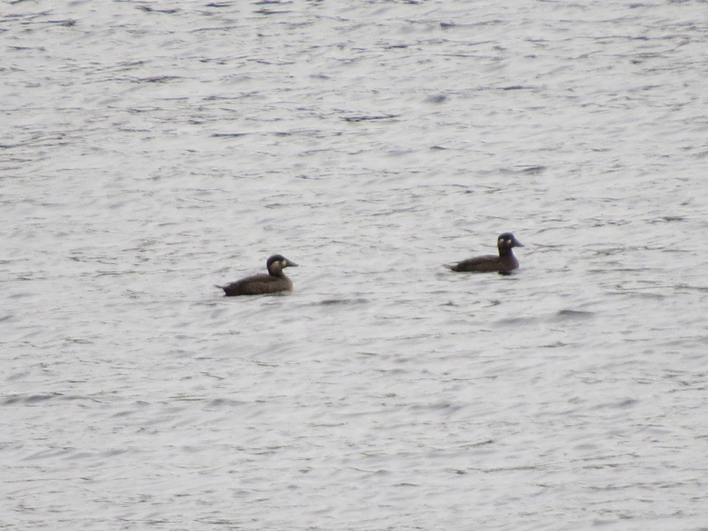 Surf Scoter - ML37019501