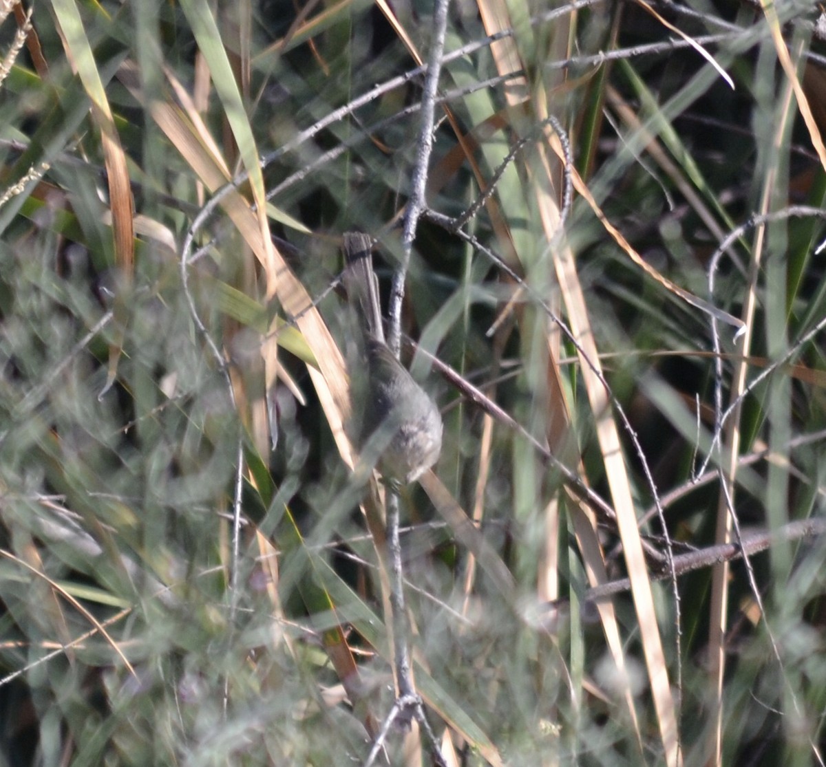 Bushtit - ML370196051