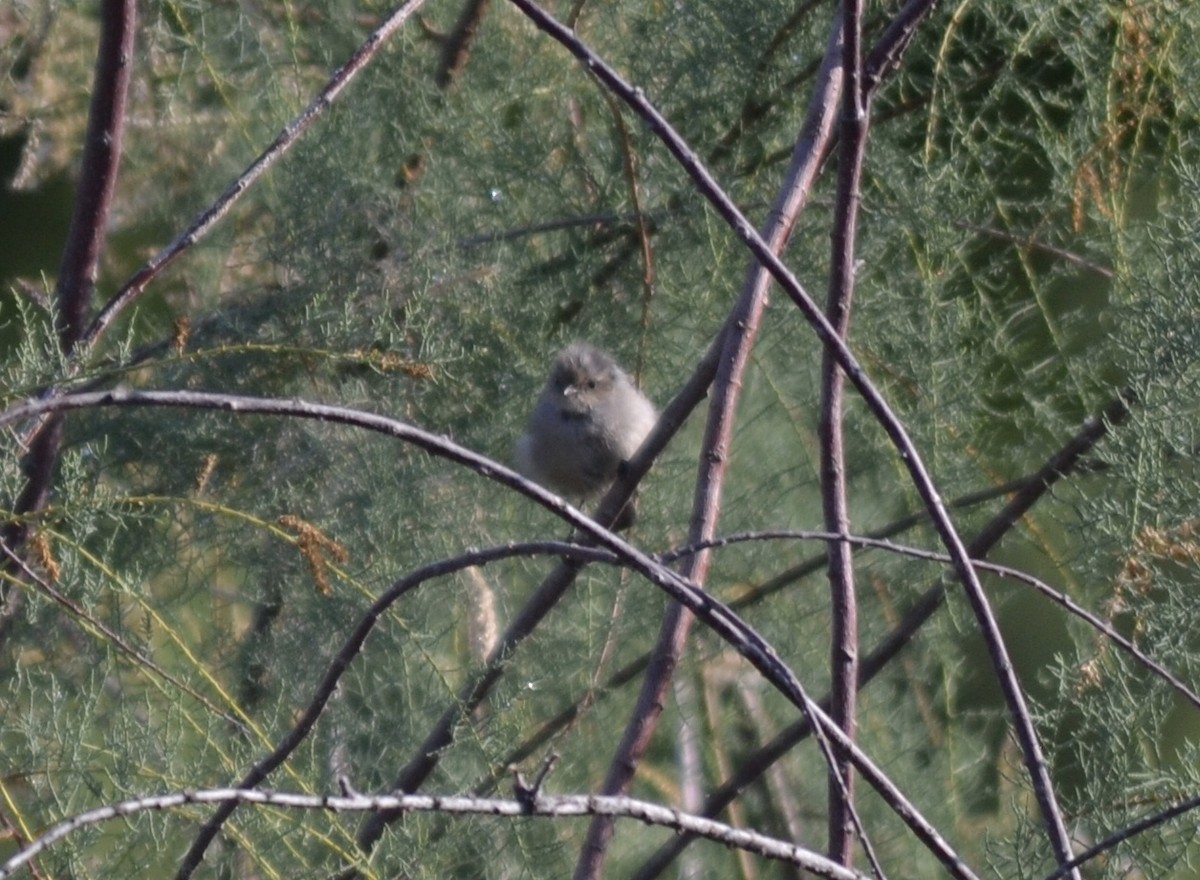 Bushtit - ML370196061