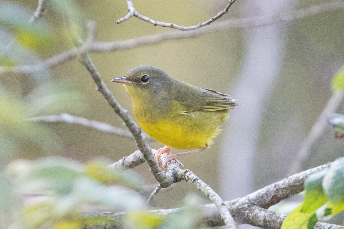 Mourning Warbler - Rob  Sielaff