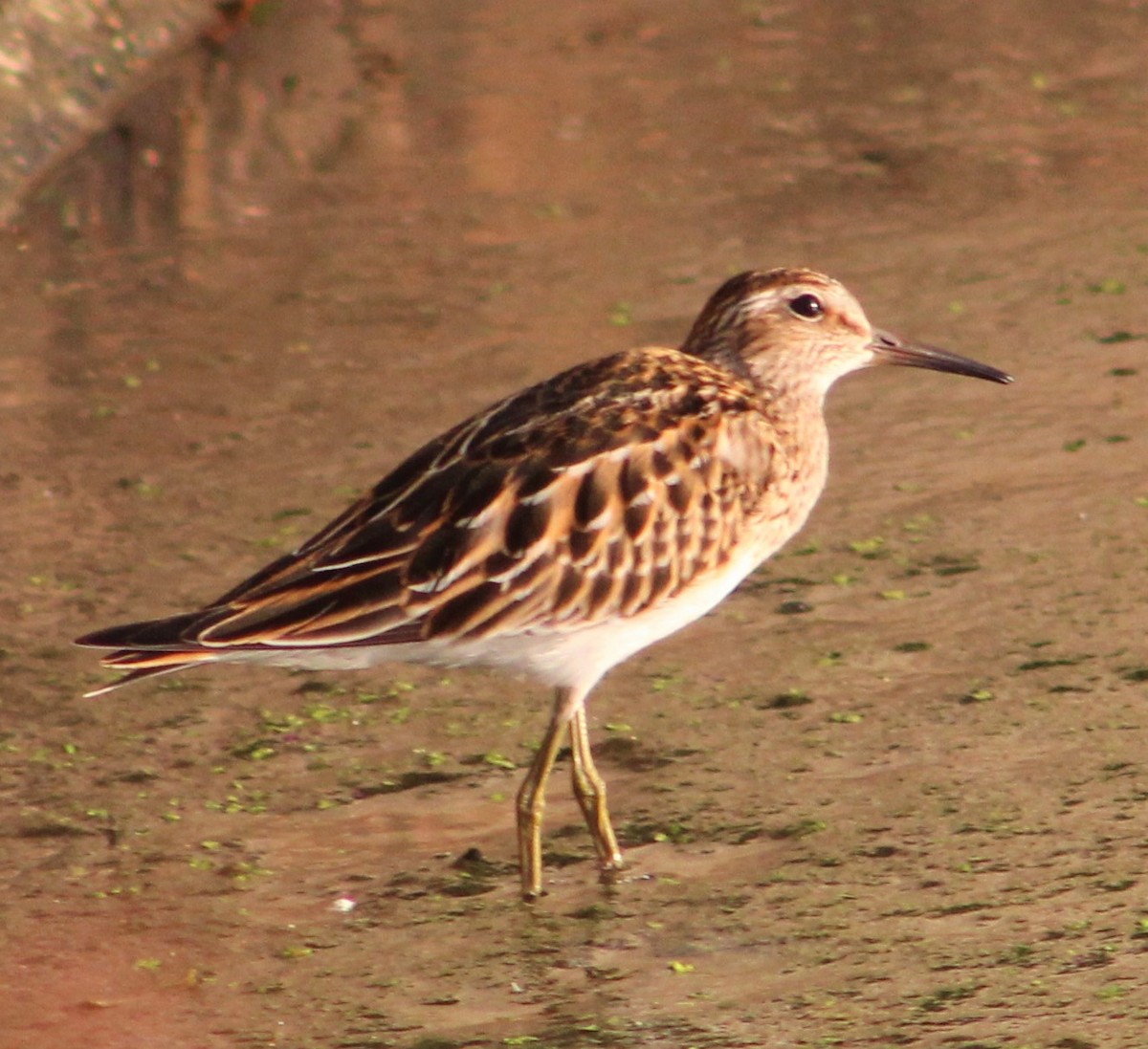 Pectoral Sandpiper - T L P L