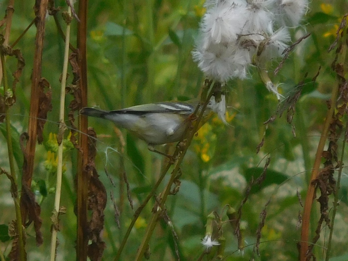 Northern Parula - LynnErla Beegle