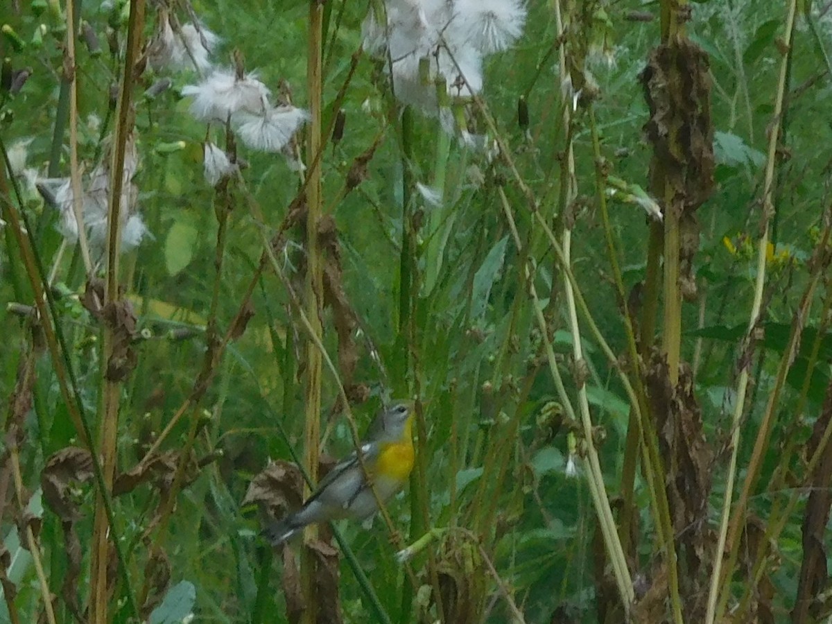 Northern Parula - LynnErla Beegle