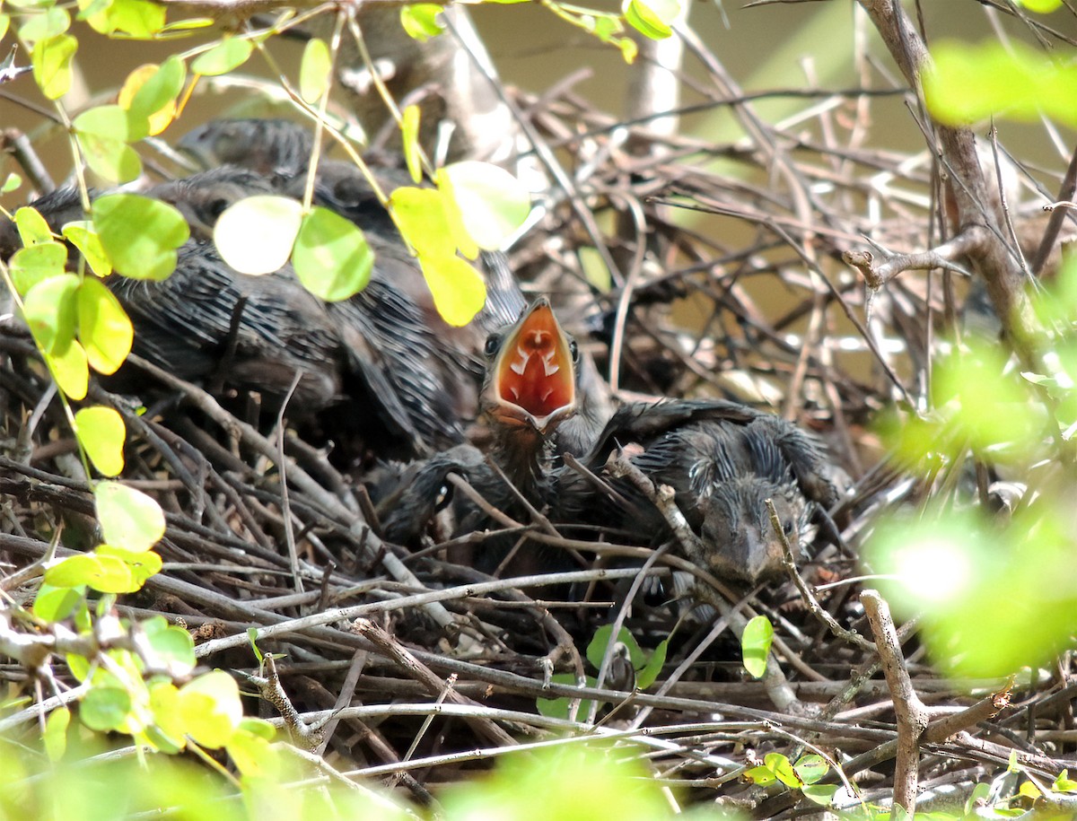 Groove-billed Ani - Araks Ohanyan