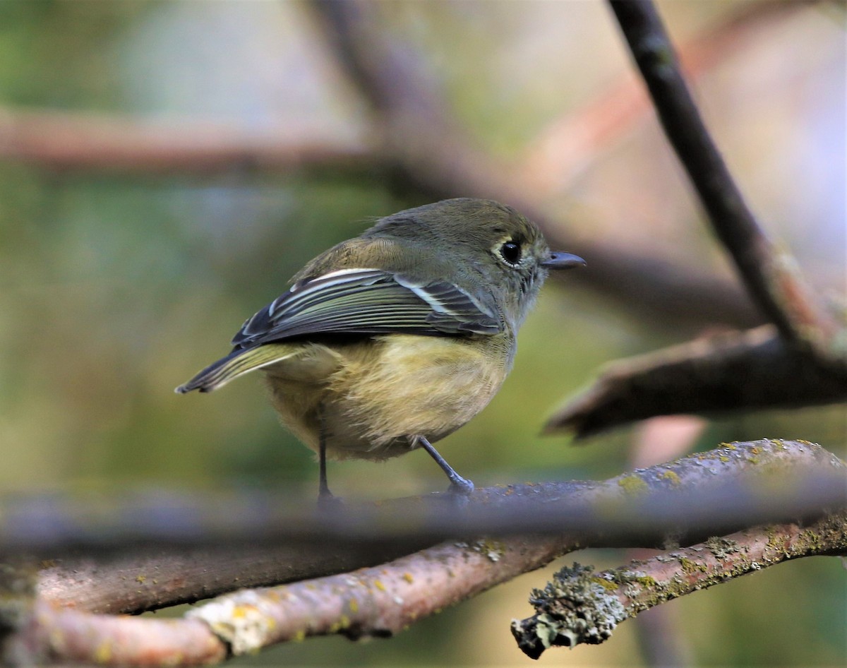 Hutton's Vireo - Kevin Thomas