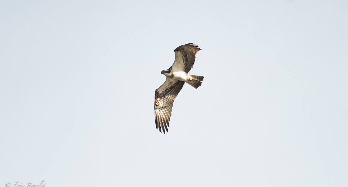 Osprey (haliaetus) - ML370199461