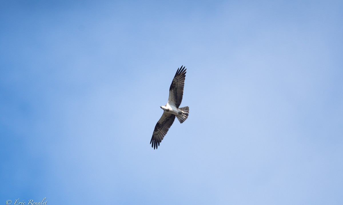 Osprey (haliaetus) - ML370199601