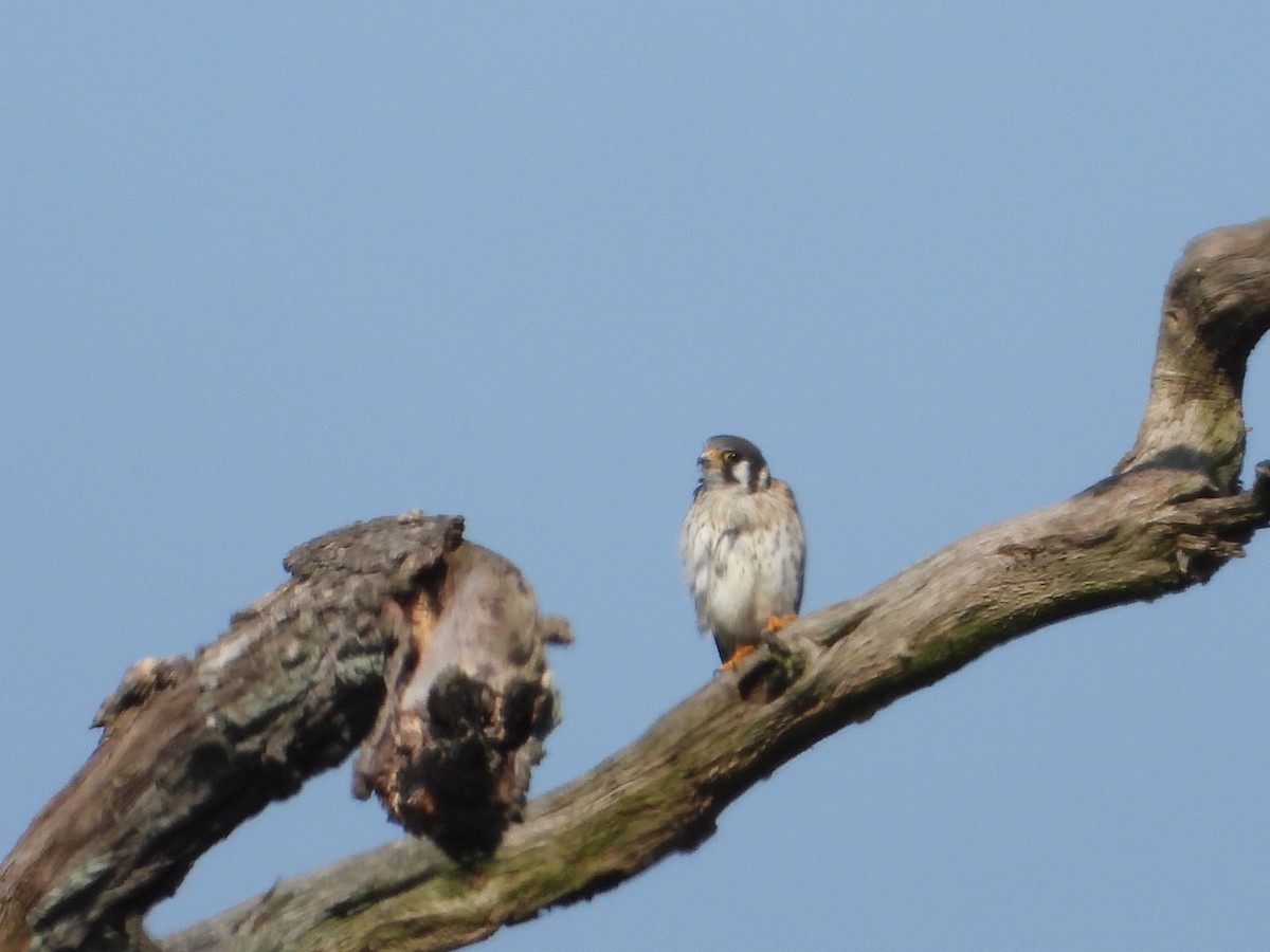 American Kestrel - ML370199691