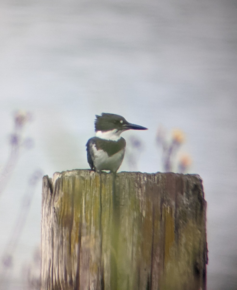 Belted Kingfisher - B K