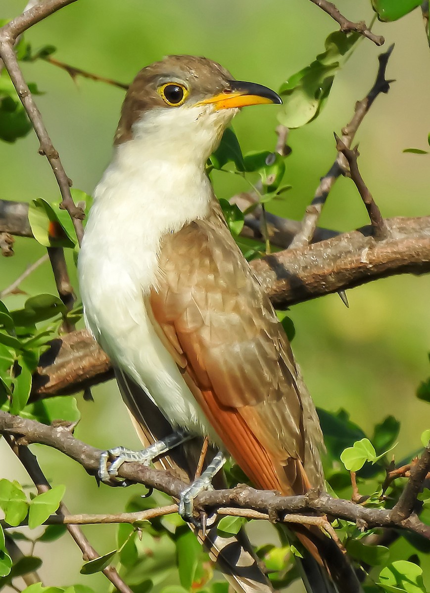 Yellow-billed Cuckoo - ML370200621