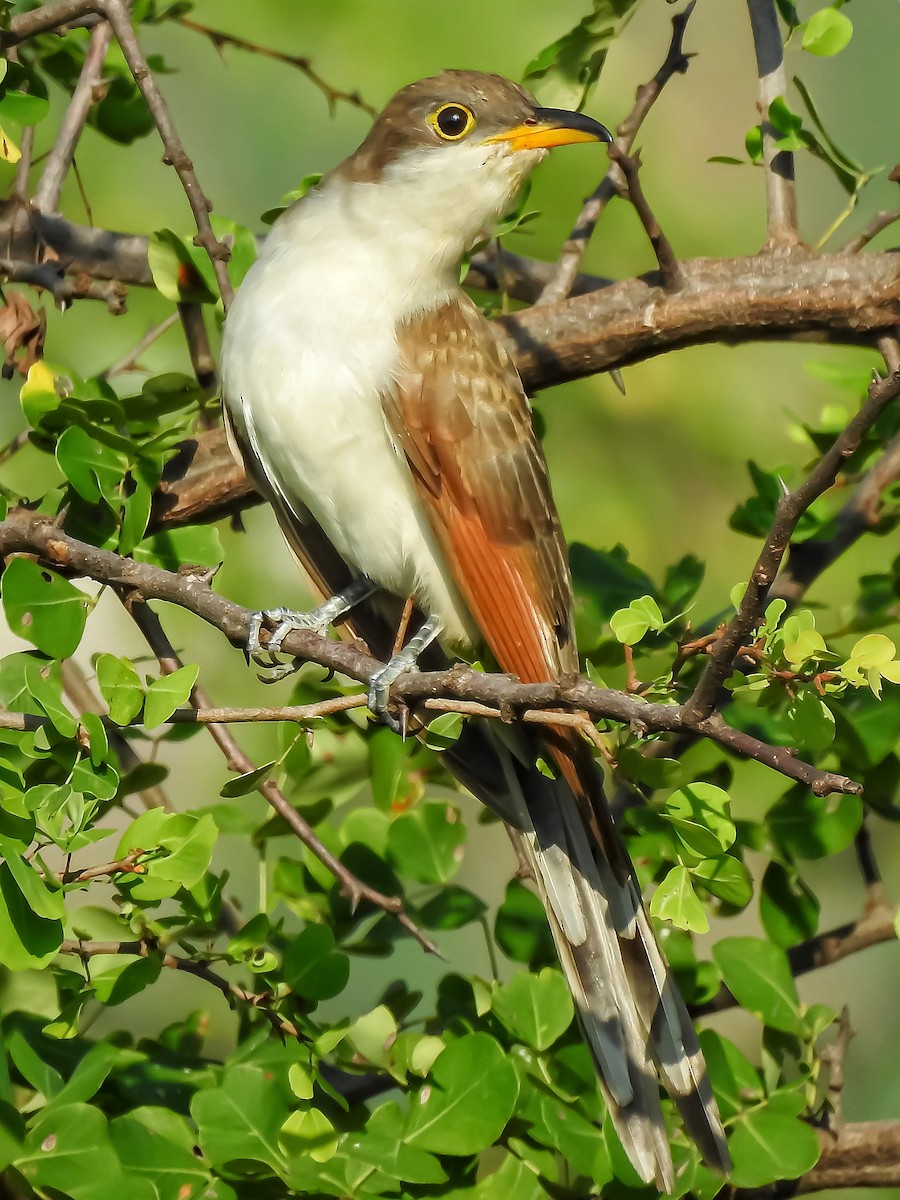 Yellow-billed Cuckoo - ML370200641