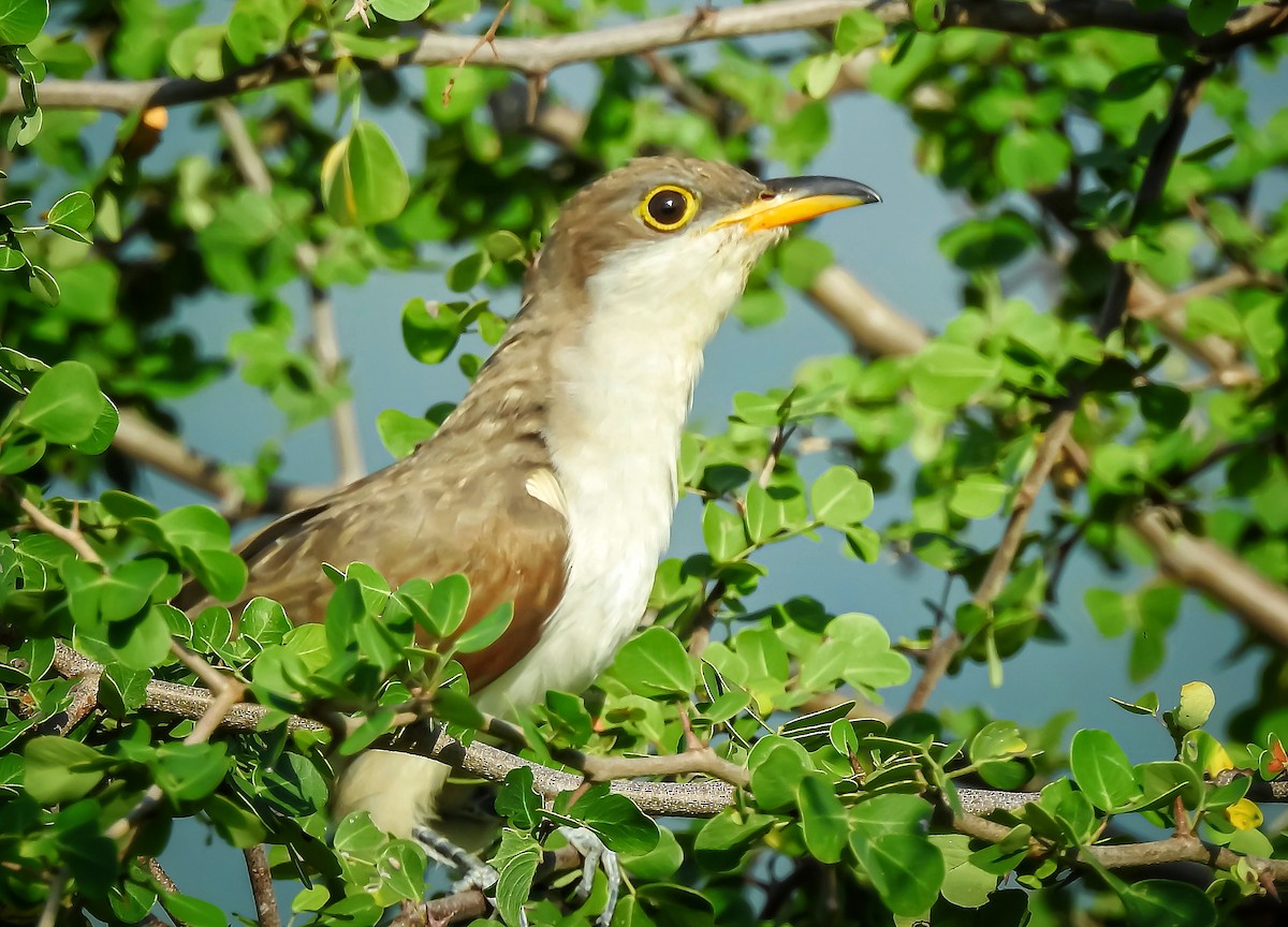 Yellow-billed Cuckoo - ML370200651