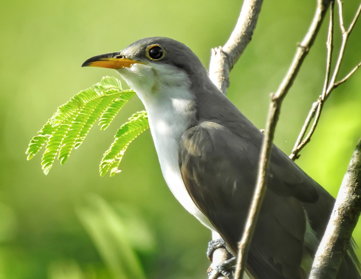 Yellow-billed Cuckoo - ML370200661