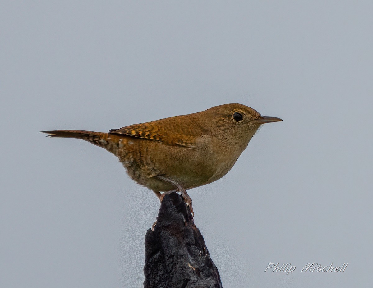 Northern House Wren - ML370200731