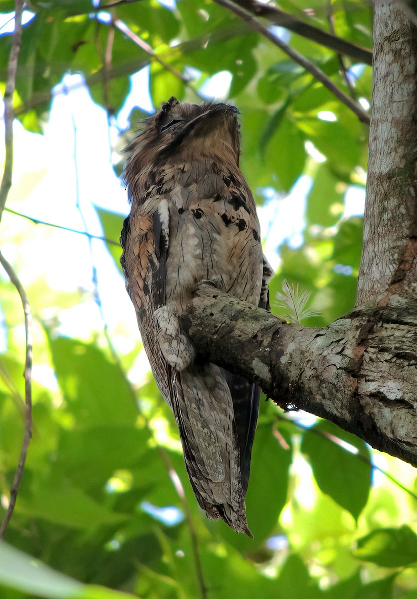 Northern Potoo - ML370200751