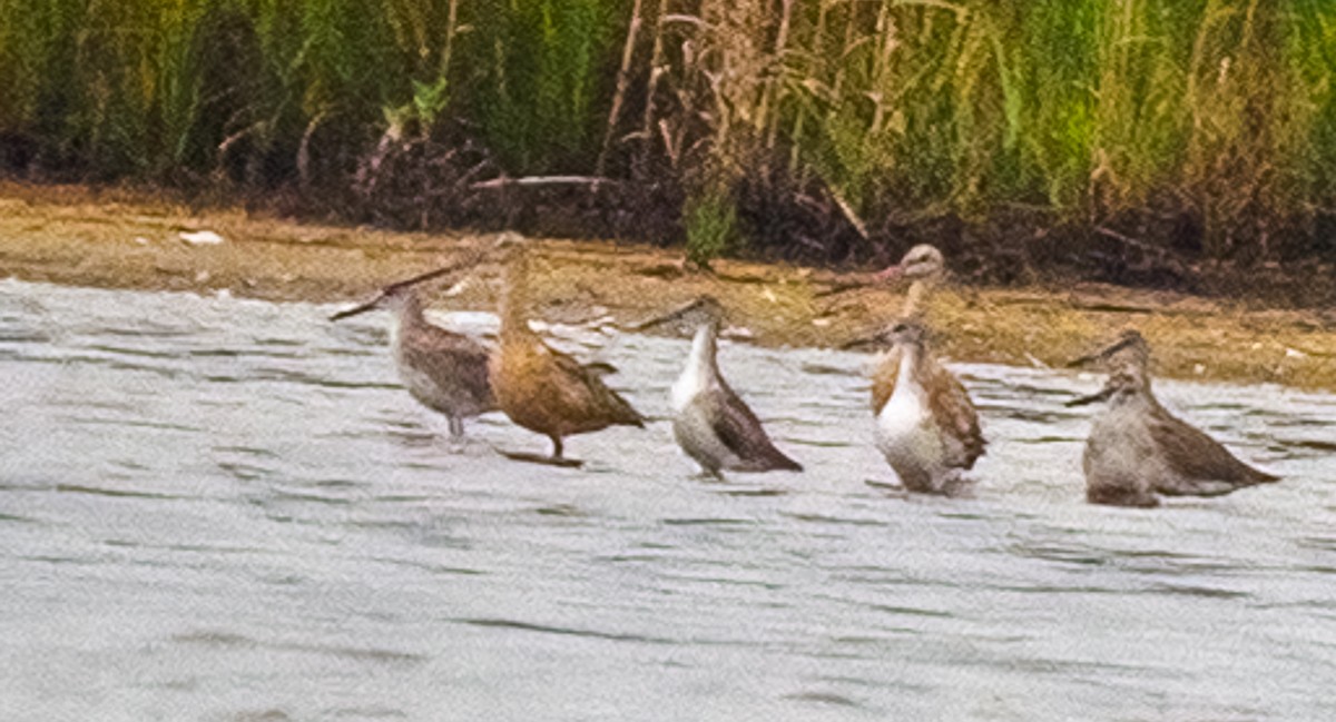 Marbled Godwit - ML370201321