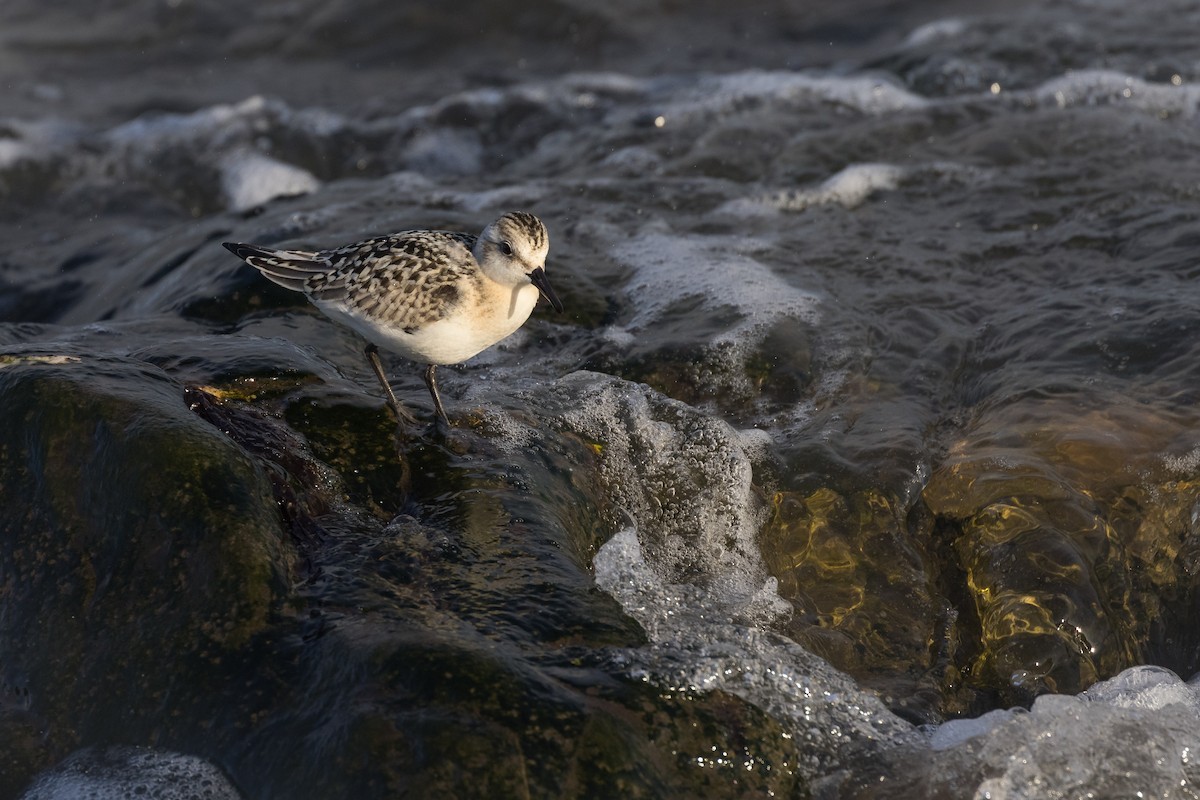 Sanderling - Lyall Bouchard