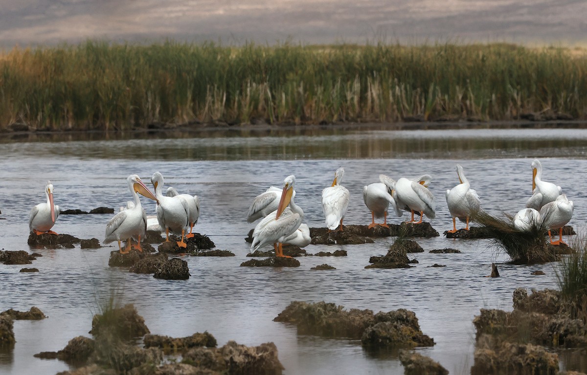 American White Pelican - ML370201991