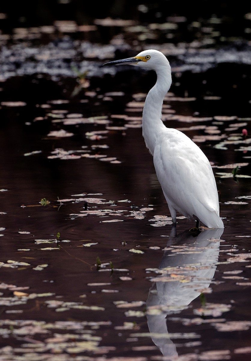 Great Egret - ML370202141