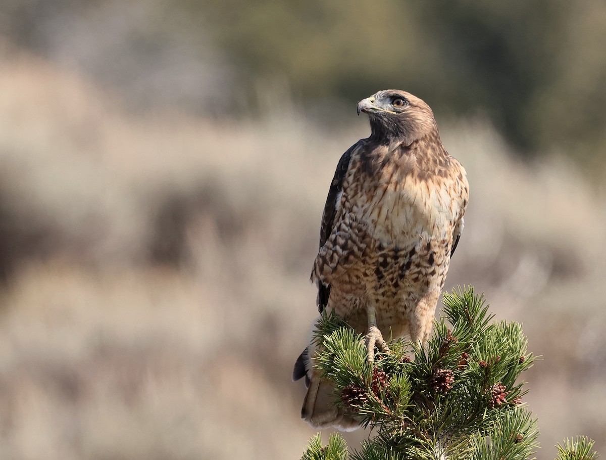 Red-tailed Hawk - Jim DeWitt