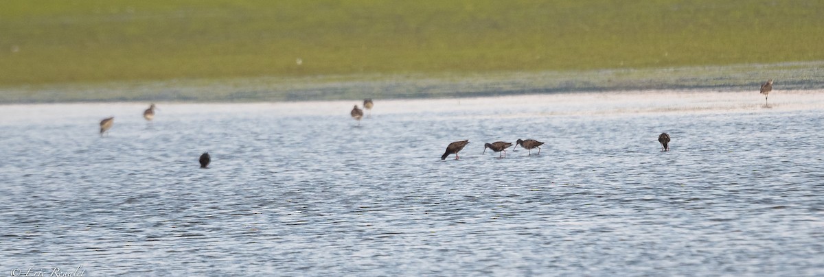 Spotted Redshank - ML370205071
