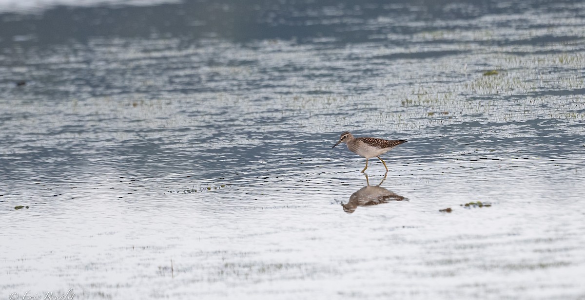 Wood Sandpiper - ML370205151