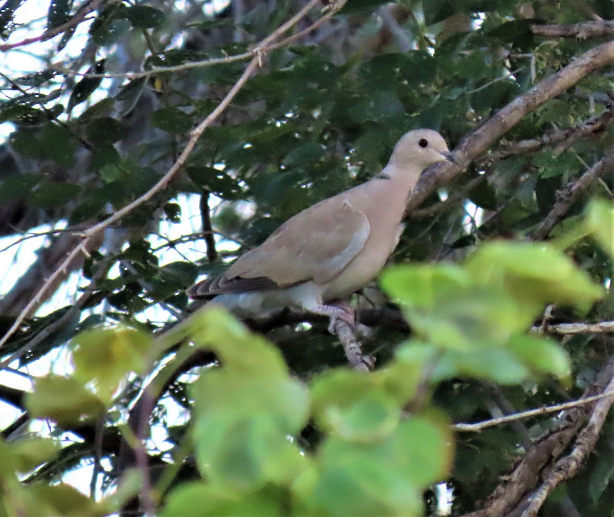 Eurasian Collared-Dove - JoAnn Potter Riggle 🦤