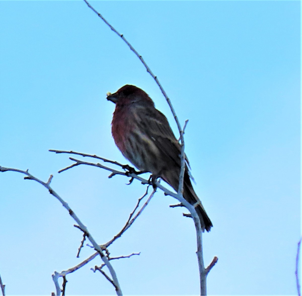 House Finch - ML370208531